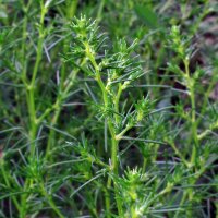 Opposite-Leaved Saltwort Barba Di Frate (Salsola soda) seeds