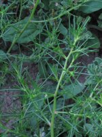 Opposite-Leaved Saltwort Barba Di Frate (Salsola soda)