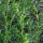 Opposite-Leaved Saltwort Barba Di Frate (Salsola soda) seeds