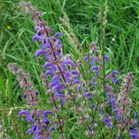 Meadow Sage (Salvia pratensis) seeds