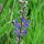 Meadow Sage (Salvia pratensis) seeds