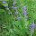 Meadow Sage (Salvia pratensis) seeds