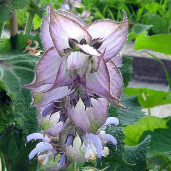 Clary Sage (Salvia sclarea) seeds