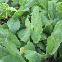 Clary Sage (Salvia sclarea) seeds