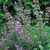 Sage (Salvia officinalis) seeds