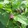 Henbane Bell / Russian Belladonna (Scopolia carniolica) seeds