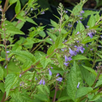 Blue Skullcap (Scutellaria lateriflora) seeds