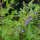 Blue Skullcap (Scutellaria lateriflora) seeds