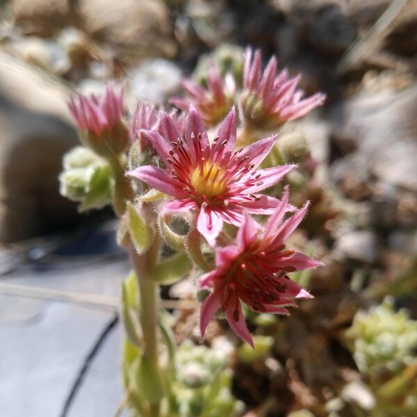 Houseleek / Homewort (Sempervivum tectorum) seeds