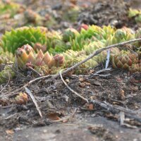 Houseleek / Homewort (Sempervivum tectorum) seeds