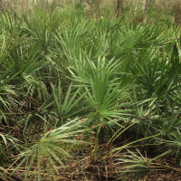 Saw palmetto / Sabal (Serenoa repens) seeds