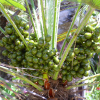 Saw palmetto / Sabal (Serenoa repens)