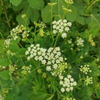 Skirret (Sium sisarum) seeds