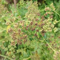 Skirret (Sium sisarum) seeds