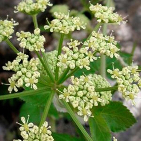 Alexanders (Smyrnium olusatrum) seeds