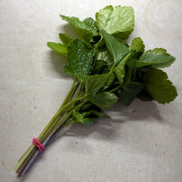Alexanders (Smyrnium olusatrum) seeds