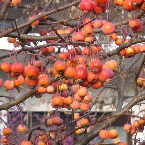 Service Tree (Sorbus domestica) seeds