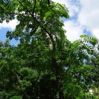 Service Tree (Sorbus domestica) seeds