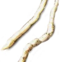 Marsh Woundwort (Stachys palustris) seeds