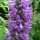 Marsh Woundwort (Stachys palustris) seeds