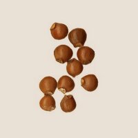 European Bladdernut (Staphylea pinnata) seeds