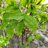 European Bladdernut (Staphylea pinnata) seeds