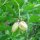 European Bladdernut (Staphylea pinnata) seeds