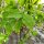 European Bladdernut (Staphylea pinnata) seeds