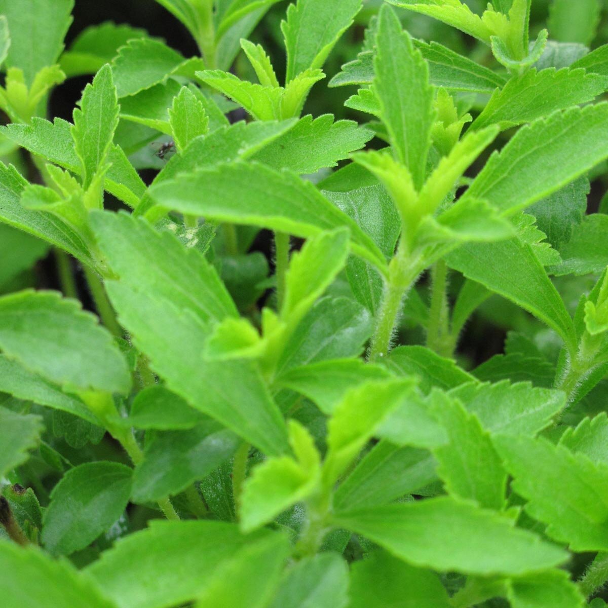 Plantas M Adre De Stevia Rebaudiana Procedentes Del Cultivo In Vitro,... Downloa