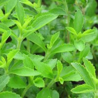 Stevia (Stevia rebaudiana) seeds