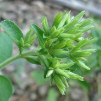 Stevia (Stevia rebaudiana) seeds