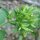 Stevia (Stevia rebaudiana) seeds