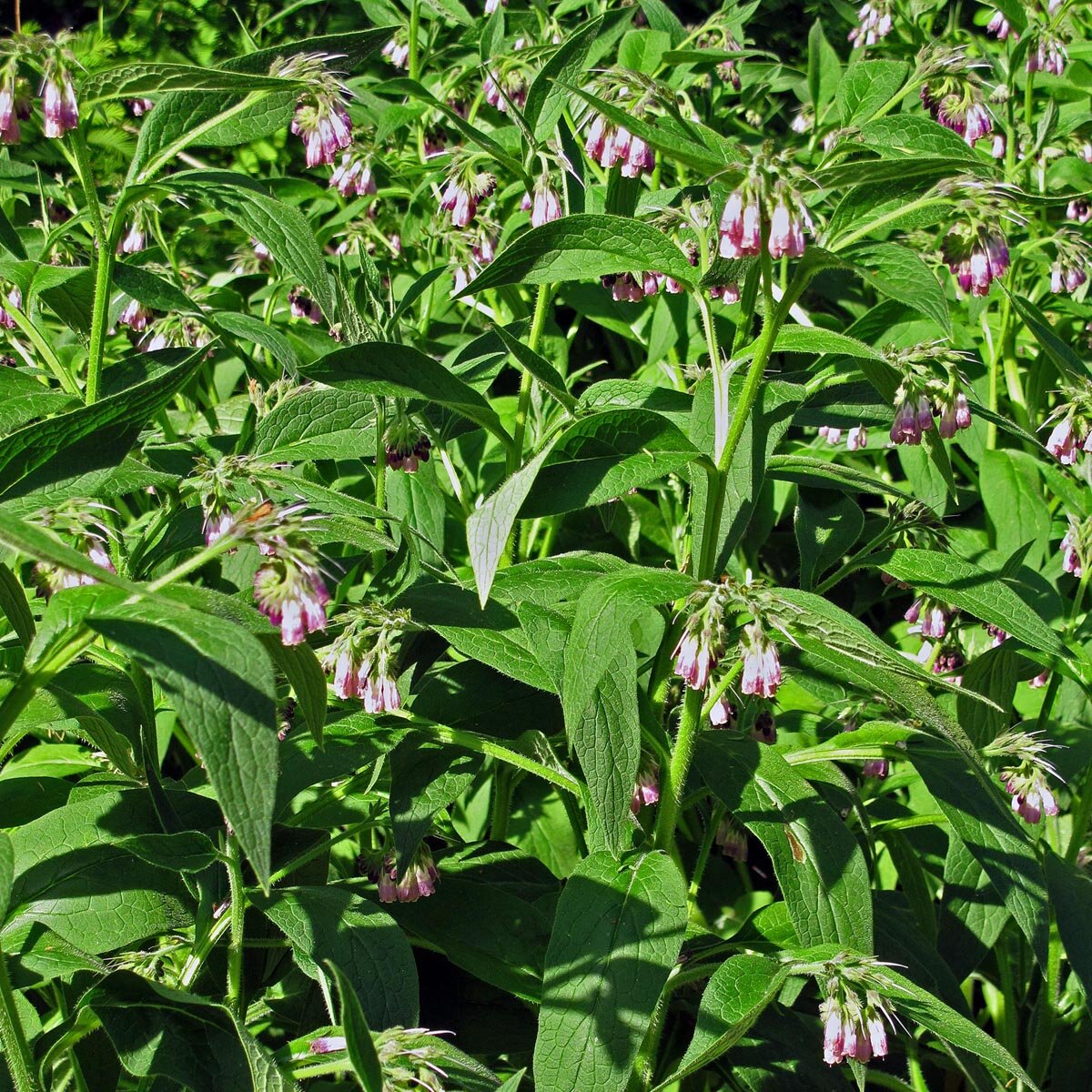 Comfrey Plain Beret (Adult Size)