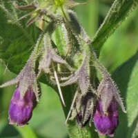 Comfrey (Symphytum officinale) seeds