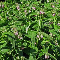 Comfrey (Symphytum officinale) seeds