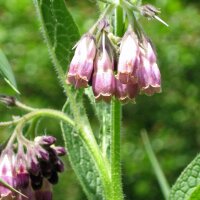 Comfrey (Symphytum officinale) seeds