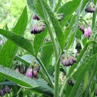 Comfrey (Symphytum officinale) seeds