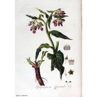 Comfrey (Symphytum officinale) seeds