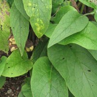 Comfrey (Symphytum officinale) seeds