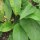 Comfrey (Symphytum officinale) seeds