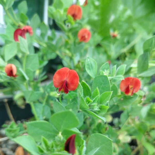 Asparagus pea (Tetragonolobus purpureus) seeds