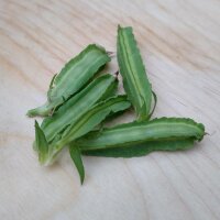 Asparagus pea (Tetragonolobus purpureus) seeds