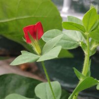 Asparagus pea (Tetragonolobus purpureus) seeds