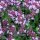 Broad-Leaved Thyme (Thymus pulegioides) seeds