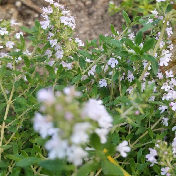 Orange Scented Thyme (Thymus fragrantissimus) seeds