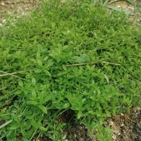 Orange Scented Thyme (Thymus fragrantissimus) seeds