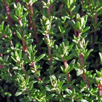 Thyme (Thymus vulgaris) seeds