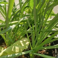 Purple Salsify (Tragopogon porrifolius) seeds