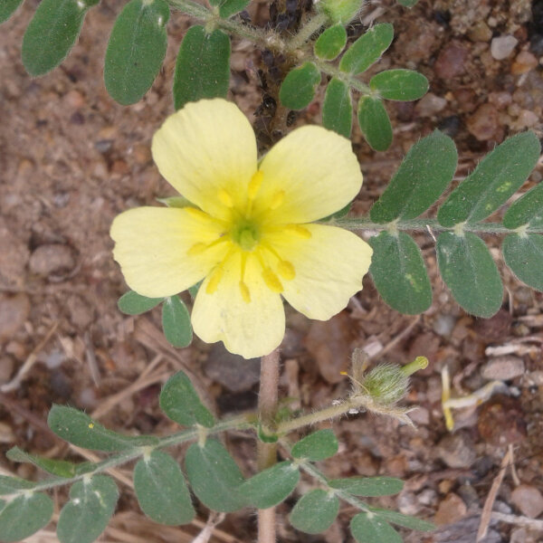 Caltrops (Tribulus terrestris) seeds