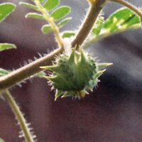 Caltrops (Tribulus terrestris) seeds